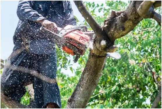tree services Moose Wilson Road